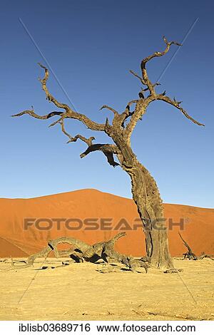 "Dead Camel Thorn or Giraffe Thorn (Acacia erioloba) in the evening light, Deadvlei, Sossusvlei, Namib-Naukluft Park, Namib Desert, Namibia, Africa" View Large Photo Image Stock Photograph - "Dead Camel Thorn or Giraffe Thorn (Acacia erioloba) in the evening light, Deadvlei, Sossusvlei, Namib-Naukluft Park, Namib Desert, Namibia, Africa". Fotosearch