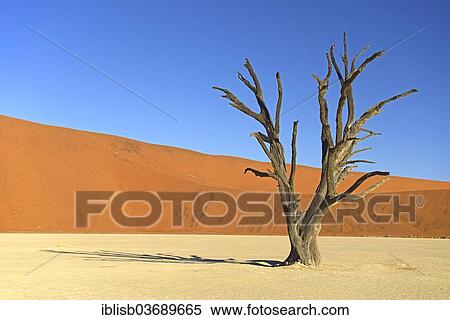 "Dead Camel Thorn or Giraffe Thorn (Acacia erioloba) in the evening light, Deadvlei, Sossusvlei, Namib-Naukluft Park, Namib Desert, Namibia, Africa" View Large Photo Image Stock Photography - "Dead Camel Thorn or Giraffe Thorn (Acacia erioloba) in the evening light, Deadvlei, Sossusvlei, Namib-Naukluft Park, Namib Desert, Namibia, Africa". Fotosearch