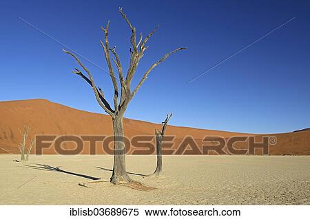 "Dead Camel Thorn or Giraffe Thorn (Acacia erioloba) trees in the evening light, Deadvlei, Sossusvlei, Namib-Naukluft Park, Namib Desert, Namibia, Africa" View Large Photo Image Stock Photography - "Dead Camel Thorn or Giraffe Thorn (Acacia erioloba) trees in the evening light, Deadvlei, Sossusvlei, Namib-Naukluft Park, Namib Desert, Namibia, Africa". Fotosearch