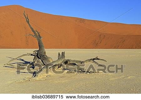 "Dead Camel Thorn or Giraffe Thorn (Acacia erioloba) in the evening light, Deadvlei, Sossusvlei, Namib-Naukluft Park, Namib Desert, Namibia, Africa" View Large Photo Image Stock Photography - "Dead Camel Thorn or Giraffe Thorn (Acacia erioloba) in the evening light, Deadvlei, Sossusvlei, Namib-Naukluft Park, Namib Desert, Namibia, Africa". Fotosearch