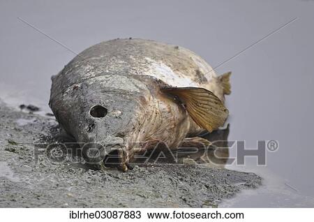 "Dead Carp (Cyprinus carpio), Bramfelder See, Hamburg, Hamburg, Germany, Europe" View Large Photo Image Stock Image - "Dead Carp (Cyprinus carpio), Bramfelder See, Hamburg, Hamburg, Germany, Europe". Fotosearch