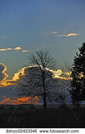 Dead chestnut tree against the evening sky, Othenstorf, Mecklenburg-Western Pomerania, Germany, Europe View Large Photo Image Stock Photograph - Dead chestnut tree against the evening sky, Othenstorf, Mecklenburg-Western Pomerania, Germany, Europe. Fotosearch