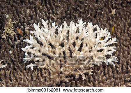 "Dead coral, Stony Coral (Acropora), detail, Great Barrier Reef, Queensland, Australia, Oceania" View Large Photo Image Stock Image - "Dead coral, Stony Coral (Acropora), detail, Great Barrier Reef, Queensland, Australia, Oceania". Fotosearch