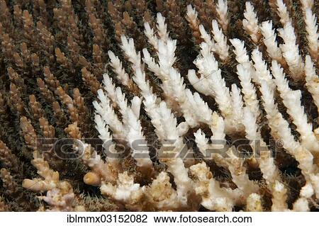 "Dead coral, Stony Coral (Acropora), detail, Great Barrier Reef, Queensland, Australia, Oceania" View Large Photo Image Stock Image - "Dead coral, Stony Coral (Acropora), detail, Great Barrier Reef, Queensland, Australia, Oceania". Fotosearch