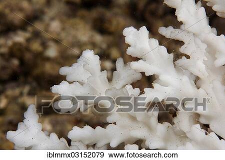 "Dead coral, Stony Coral (Acropora), detail, Great Barrier Reef, Queensland, Australia, Oceania" View Large Photo Image Stock Photo - "Dead coral, Stony Coral (Acropora), detail, Great Barrier Reef, Queensland, Australia, Oceania". Fotosearch