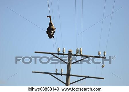Stock Photo - "Dead duck hanging on a power line, wildlife accident, Free State Province, South Africa, Africa". Fotosearch