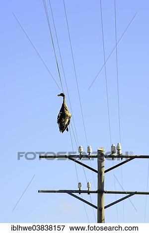 Stock Photo - "Dead duck hanging on a power line, wildlife accident, Free State Province, South Africa, Africa". Fotosearch