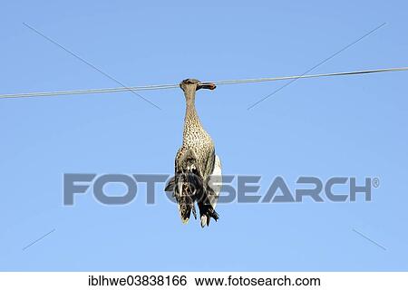 "Dead duck hanging on a power line, wildlife accident, Free State Province, South Africa, Africa" View Large Photo Image Stock Photograph - "Dead duck hanging on a power line, wildlife accident, Free State Province, South Africa, Africa". Fotosearch