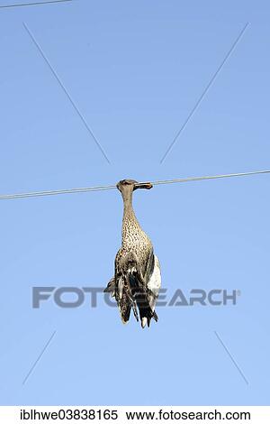 "Dead duck hanging on a power line, wildlife accident, Free State Province, South Africa, Africa" View Large Photo Image Stock Photography - "Dead duck hanging on a power line, wildlife accident, Free State Province, South Africa, Africa". Fotosearch