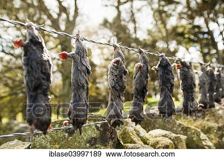 "Dead European Moles (Talpa europaea) hung up on barbed wire fence, known as a murder rail, by mole trapper, North Pennines, England, United Kingdom, Europe" View Large Photo Image Stock Photo - "Dead European Moles (Talpa europaea) hung up on barbed wire fence, known as a murder rail, by mole trapper, North Pennines, England, United Kingdom, Europe". Fotosearch
