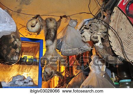 "Dead Fennec Fox (Vulpes zerda), in a medicine man's shop, Westsahara, Dakhla, Oued Ed-Dahab-Lagouira region, Morocco, Africa" View Large Photo Image Stock Photograph - "Dead Fennec Fox (Vulpes zerda), in a medicine man's shop, Westsahara, Dakhla, Oued Ed-Dahab-Lagouira region, Morocco, Africa". Fotosearch