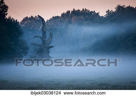 Picture - "Dead Florentine Oak or Pedunculate Oak (Quercus robur), natural monument in Byttna-Hain, Spreewald, biosphere reserve Spreewald, Brandenburg, Germany, Europe". Fotosearch