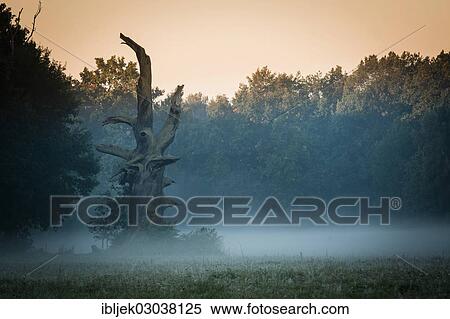 "Dead Florentine Oak or Pedunculate Oak (Quercus robur), natural monument in Byttna-Hain, Spreewald, biosphere reserve Spreewald, Brandenburg, Germany, Europe" View Large Photo Image Stock Photography - "Dead Florentine Oak or Pedunculate Oak (Quercus robur), natural monument in Byttna-Hain, Spreewald, biosphere reserve Spreewald, Brandenburg, Germany, Europe". Fotosearch