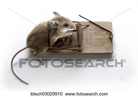 "Dead House mouse (Mus musculus) in a mousetrap, Munich, Upper Bavaria, Bavaria, Germany, Europe" View Large Photo Image Stock Image - "Dead House mouse (Mus musculus) in a mousetrap, Munich, Upper Bavaria, Bavaria, Germany, Europe". Fotosearch