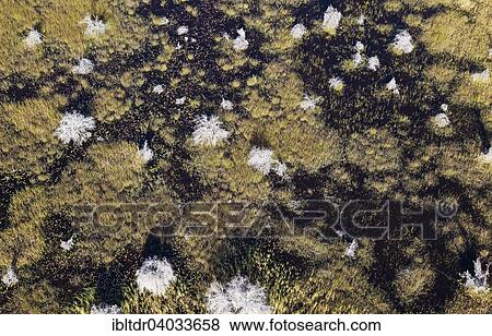 "Dead Mopane Trees (Colophospermum mopane) in a freshwater marsh, aerial view, Okavango Delta, Botswana, Africa" View Large Photo Image Stock Photo - "Dead Mopane Trees (Colophospermum mopane) in a freshwater marsh, aerial view, Okavango Delta, Botswana, Africa". Fotosearch