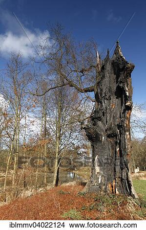 "Dead oak, habitat for animals living in dead wood, typical of the floodplain landscape, Middle Elbe Biosphere Reserve, Dessau-Rosslau, Saxony-Anhalt, Germany, Europe" View Large Photo Image Picture - "Dead oak, habitat for animals living in dead wood, typical of the floodplain landscape, Middle Elbe Biosphere Reserve, Dessau-Rosslau, Saxony-Anhalt, Germany, Europe". Fotosearch