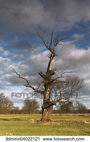 "Dead oak, habitat for animals living in dead wood, typical of the floodplain landscape, Middle Elbe Biosphere Reserve, Dessau-Rosslau, Saxony-Anhalt, Germany, Europe" View Large Photo Image Stock Image - "Dead oak, habitat for animals living in dead wood, typical of the floodplain landscape, Middle Elbe Biosphere Reserve, Dessau-Rosslau, Saxony-Anhalt, Germany, Europe". Fotosearch