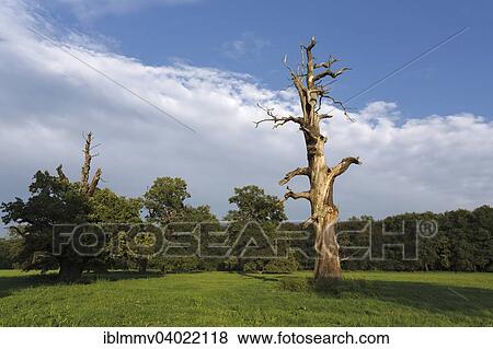 "Dead oak, habitat for animals living in dead wood, typical of the floodplain landscape, Middle Elbe Biosphere Reserve, Dessau-Rosslau, Saxony-Anhalt, Germany, Europe" View Large Photo Image Stock Photo - "Dead oak, habitat for animals living in dead wood, typical of the floodplain landscape, Middle Elbe Biosphere Reserve, Dessau-Rosslau, Saxony-Anhalt, Germany, Europe". Fotosearch