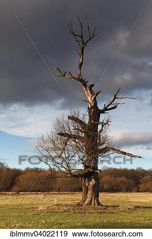 Stock Photo - "Dead oak, habitat for animals living in dead wood, typical of the floodplain landscape, Middle Elbe Biosphere Reserve, Dessau-Rosslau, Saxony-Anhalt, Germany, Europe". Fotosearch