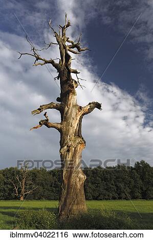 Stock Photograph - "Dead oak, habitat for animals living in dead wood, typical of the floodplain landscape, Middle Elbe Biosphere Reserve, Dessau-Rosslau, Saxony-Anhalt, Germany, Europe". Fotosearch