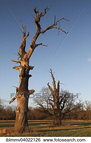 "Dead oak, habitat for animals living in dead wood, typical of the floodplain landscape, Middle Elbe Biosphere Reserve, Dessau-Rosslau, Saxony-Anhalt, Germany, Europe" View Large Photo Image Stock Photograph - "Dead oak, habitat for animals living in dead wood, typical of the floodplain landscape, Middle Elbe Biosphere Reserve, Dessau-Rosslau, Saxony-Anhalt, Germany, Europe". Fotosearch