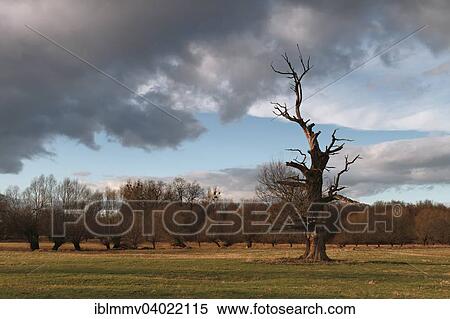 Stock Photography - "Dead oak, habitat for animals living in dead wood, typical of the floodplain landscape, Middle Elbe Biosphere Reserve, Dessau-Rosslau, Saxony-Anhalt, Germany, Europe". Fotosearch