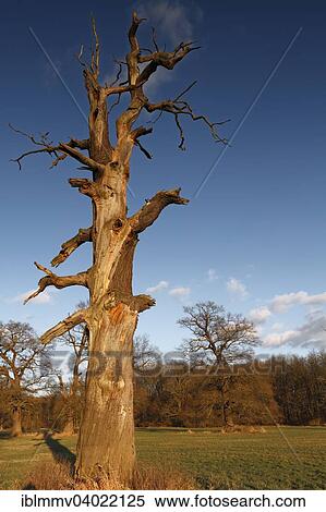 Stock Photography - "Dead oak, habitat for animals living in dead wood, typical of the floodplain landscape, Middle Elbe Biosphere Reserve, Dessau-Rosslau, Saxony-Anhalt, Germany, Europe". Fotosearch