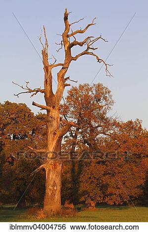 Stock Photograph - "Dead oak in floodplain forest in autumn evening light, Middle Elbe Biosphere Reserve, Dessau-Rosslau, Saxony-Anhalt, Germany, Europe". Fotosearch
