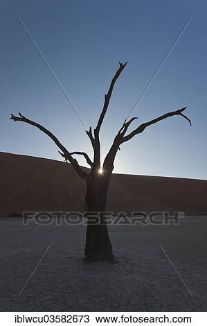 "Dead or petrified Acacia tree area in front of a dune in the Dead Vlei or DeadVlei, Namib Desert, Namibia, Africa" View Large Photo Image Stock Image - "Dead or petrified Acacia tree area in front of a dune in the Dead Vlei or DeadVlei, Namib Desert, Namibia, Africa". Fotosearch