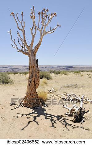 "Dead quiver tree or Kokerboom (Aloe dichotoma), Namibia, Africa" View Large Photo Image Stock Image - "Dead quiver tree or Kokerboom (Aloe dichotoma), Namibia, Africa". Fotosearch