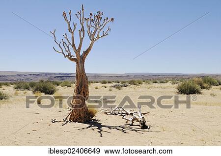 Stock Photo - "Dead quiver tree or Kokerboom (Aloe dichotoma), Namibia, Africa". Fotosearch