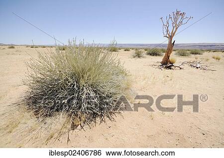 "Dead quiver tree or Kokerboom (Aloe dichotoma), Namibia, Africa" View Large Photo Image Stock Photograph - "Dead quiver tree or Kokerboom (Aloe dichotoma), Namibia, Africa". Fotosearch