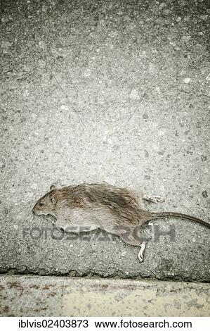 Dead rat lying on street View Large Photo Image Stock Image - Dead rat lying on street. Fotosearch