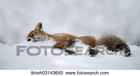 "Dead Red Fox (Vulpes vulpes), lying in the snow, Terfens, Schwaz District, North Tirol, Tirol, Austria, Europe" View Large Photo Image Stock Image - "Dead Red Fox (Vulpes vulpes), lying in the snow, Terfens, Schwaz District, North Tirol, Tirol, Austria, Europe". Fotosearch