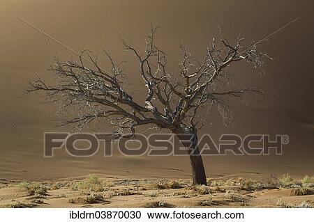 "Dead tree against a sand dune in the Tsauchab Valley, Sesriem, Hardap Region, Namibia, Africa" View Large Photo Image Stock Image - "Dead tree against a sand dune in the Tsauchab Valley, Sesriem, Hardap Region, Namibia, Africa". Fotosearch