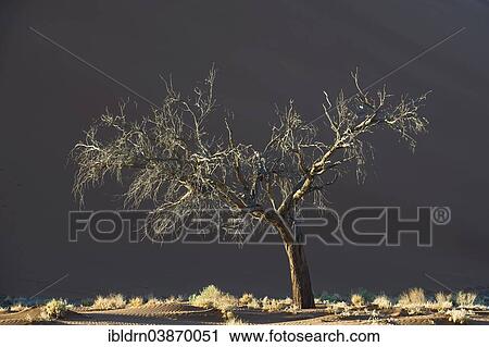 "Dead tree against a sand dune in the Tsauchab Valley, Sesriem, Hardap Region, Namibia, Africa" View Large Photo Image Stock Image - "Dead tree against a sand dune in the Tsauchab Valley, Sesriem, Hardap Region, Namibia, Africa". Fotosearch