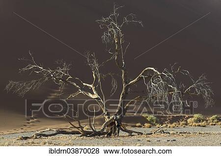 "Dead tree against a sand dune in the Tsauchab Valley, Sesriem, Hardap Region, Namibia, Africa" View Large Photo Image Stock Photo - "Dead tree against a sand dune in the Tsauchab Valley, Sesriem, Hardap Region, Namibia, Africa". Fotosearch