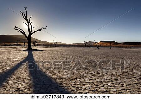 "Dead tree against sun, Deadvlei, Sossusvlei, Namib-Naukluft Park, Namib Desert, Namibia, Africa" View Large Photo Image Stock Photo - "Dead tree against sun, Deadvlei, Sossusvlei, Namib-Naukluft Park, Namib Desert, Namibia, Africa". Fotosearch