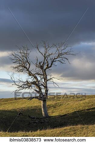 "Dead tree at the extinct Hohentwiel volcano, Hegau, Baden-Wurttemberg, Germany, Europe" View Large Photo Image Stock Image - "Dead tree at the extinct Hohentwiel volcano, Hegau, Baden-Wurttemberg, Germany, Europe". Fotosearch