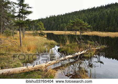 "Dead tree, autumn in the Naturschutzgebiet Kleiner Arbersee nature reserve, Bavarian Forest, Lohberg, Bavaria, Germany, Europe" View Large Photo Image Picture - "Dead tree, autumn in the Naturschutzgebiet Kleiner Arbersee nature reserve, Bavarian Forest, Lohberg, Bavaria, Germany, Europe". Fotosearch