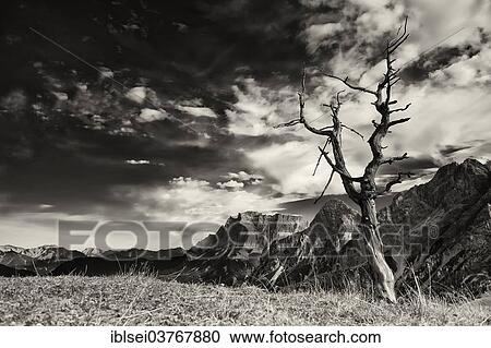 "Dead tree, behind Mt. Zugspitze, Ehrwald, Tyrol, Austria, Europe" View Large Photo Image Stock Image - "Dead tree, behind Mt. Zugspitze, Ehrwald, Tyrol, Austria, Europe". Fotosearch