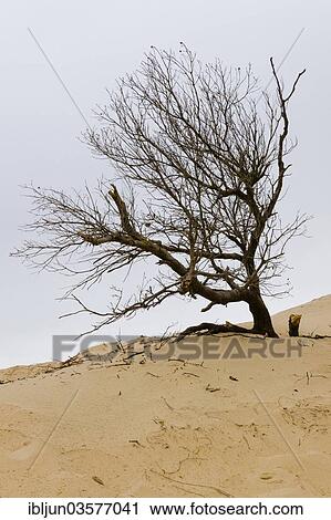 "Dead tree, Common Juniper (Juniperus communis) on Dune di Piscinas d'Ingurtosu, shifting sand dune, Costa Verde, Arbus, Sardinia, Italy, Europe" View Large Photo Image Stock Image - "Dead tree, Common Juniper (Juniperus communis) on Dune di Piscinas d'Ingurtosu, shifting sand dune, Costa Verde, Arbus, Sardinia, Italy, Europe". Fotosearch