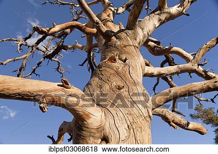 "Dead tree, Hidden Valley, Joshua Tree National Park, California, United States, North America" View Large Photo Image Stock Photo - "Dead tree, Hidden Valley, Joshua Tree National Park, California, United States, North America". Fotosearch