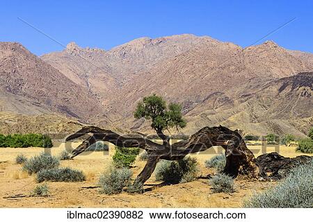 "Dead tree in a canyon near Brandberg mountain, Damaraland, Namibia, Africa" View Large Photo Image Stock Image - "Dead tree in a canyon near Brandberg mountain, Damaraland, Namibia, Africa". Fotosearch