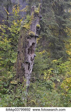 "Dead tree in autumn in Kirnischtal valley, Saxon Switzerland, Ottendorf, Saxony, Germany, Europe" View Large Photo Image Stock Image - "Dead tree in autumn in Kirnischtal valley, Saxon Switzerland, Ottendorf, Saxony, Germany, Europe". Fotosearch