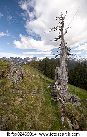 "Dead tree in front of the Kalkkoegel mountain range, Tyrol, Austria, Europe" View Large Photo Image Picture - "Dead tree in front of the Kalkkoegel mountain range, Tyrol, Austria, Europe". Fotosearch