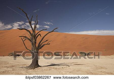 "Dead tree in the Dead Vlei desert, Namib-Naukluft National Park‬, Skeleton Coast National Park, Hardap Region, Namibia, Africa" View Large Photo Image Stock Photo - "Dead tree in the Dead Vlei desert, Namib-Naukluft National Park‬, Skeleton Coast National Park, Hardap Region, Namibia, Africa". Fotosearch