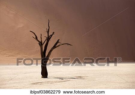 "Dead tree in the Dead Vlei desert, Namib-Naukluft National Park‬, Skeleton Coast National Park, Hardap Region, Namibia, Africa" View Large Photo Image Stock Photo - "Dead tree in the Dead Vlei desert, Namib-Naukluft National Park‬, Skeleton Coast National Park, Hardap Region, Namibia, Africa". Fotosearch