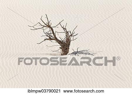 Stock Image - "Dead tree in the sand dunes of the desert Deserto Viana, island of Boa Vista, Cape Verde, Republic of Cabo Verde, Africa". Fotosearch