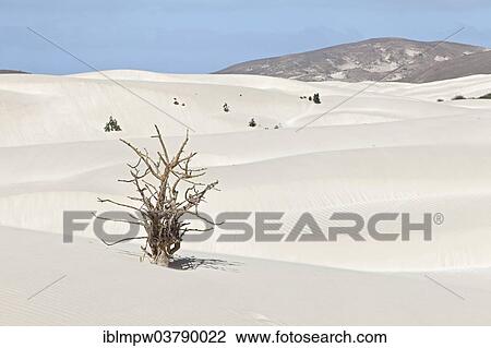 Stock Image - "Dead tree in the sand dunes of the desert Deserto Viana, island of Boa Vista, Cape Verde, Republic of Cabo Verde, Africa". Fotosearch